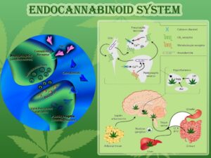 Endocannabinoid-System-1024x769