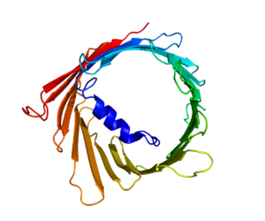Protein_VDAC1_PDB_2JK4