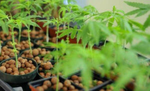 cannabis terapeutica piante