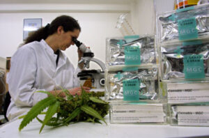 Laboratorio cannabis terapeutica