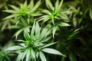 Germania cannabis terapeutica
