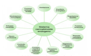 Sistema Endocannabinoide