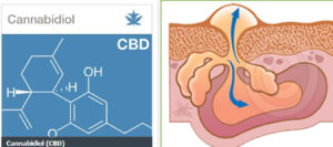 CBD Acne