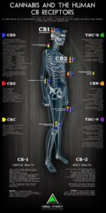 Recettori sistema endocannabinoide