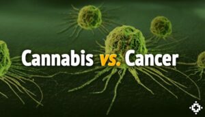 Cbd contro il cancro