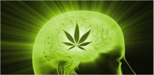 cannabis glioma