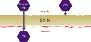 cannabis transdermica