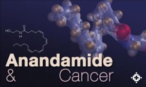 anandamide e cancro