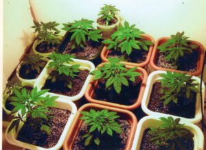 cannabis coltivazione