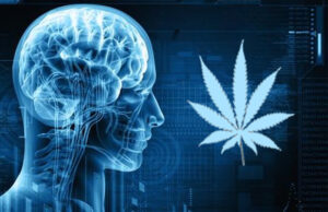 cervello cannabis