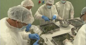 cannabis terapeutica