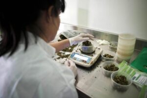 farmaci-cannabis