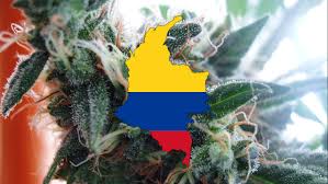 Colombia cannabis