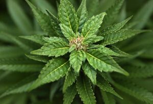 cannabis