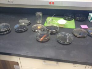 diverse capsule Petri contenenti diversi estratti sul bancone di un laboratorio di una azienda americana
