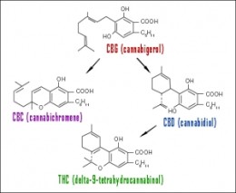 CBG