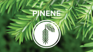 pinene