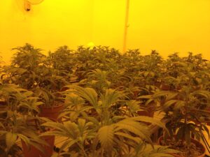 La cannabis coltivata a Firenze