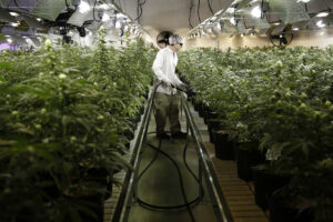 Una coltivazione dell'azienda Tweed in Canada