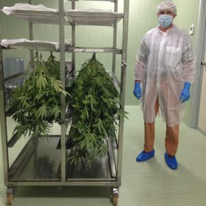 Cannabis in essiccazione allo SCFM di Firenze