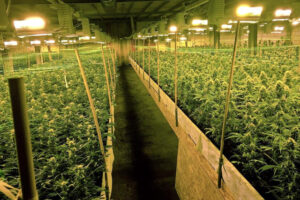 cannabis-plantation