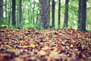 nature-forest-leaves-ground