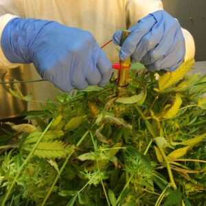 La cannabis coltivata a Firenze