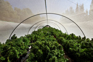 Una coltivazione di cannabis del nord di Israele